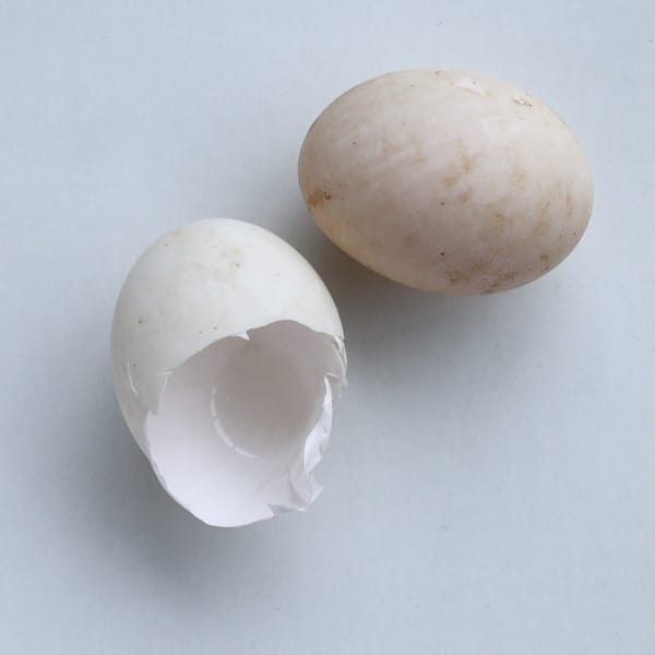 Why does nobody eat duck eggs anymore?